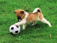 Playful Puppy Outdoor Puzzle Game